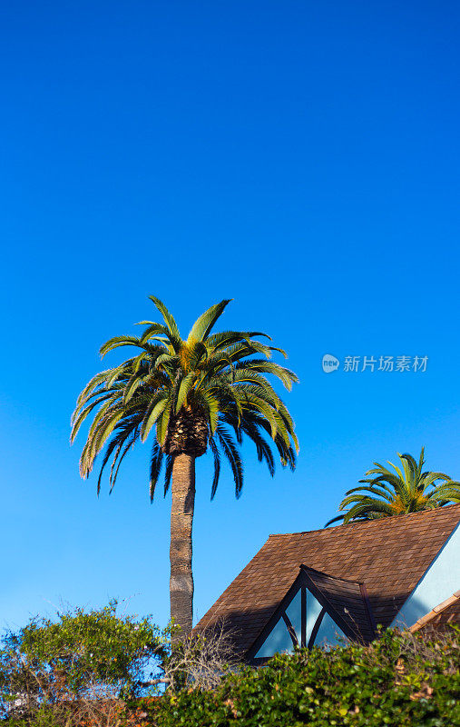La Jolla, CA:屋顶房屋和棕榈树，蓝天